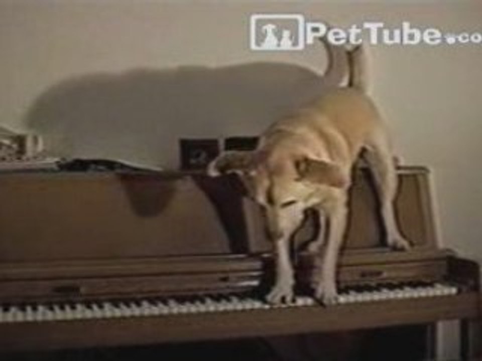 Paws Playing Piano - PetTube.com