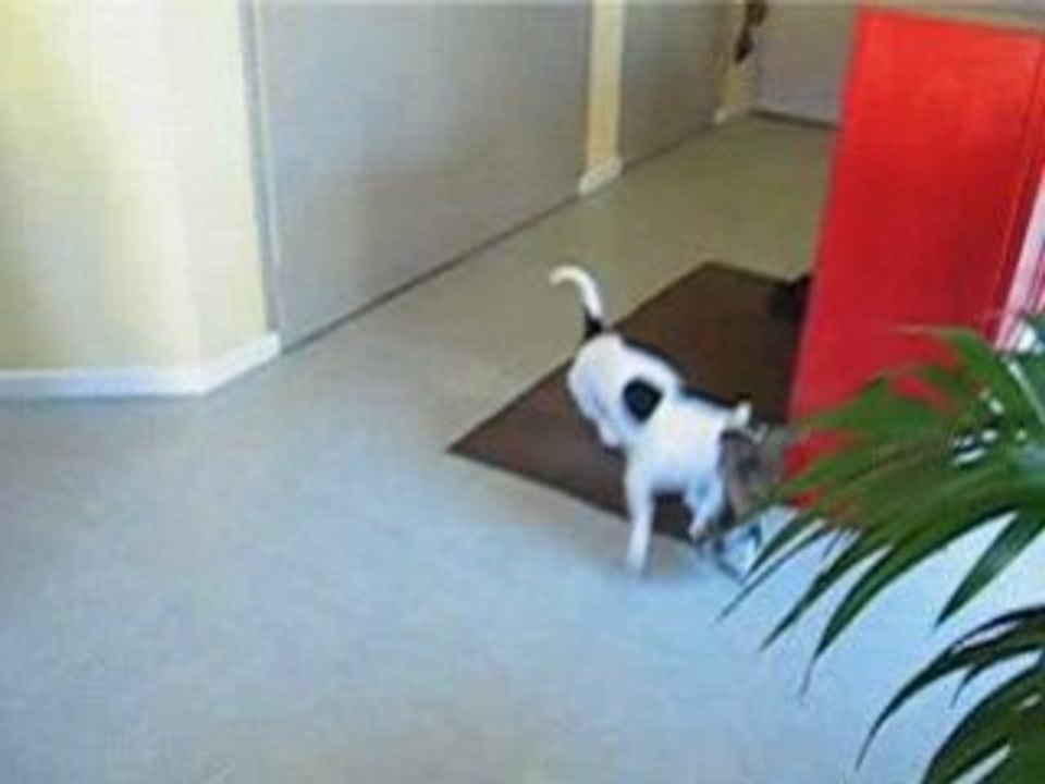 Daïa et Dixie II