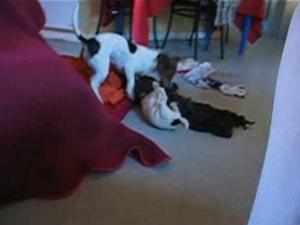 Daïa et Dixie III