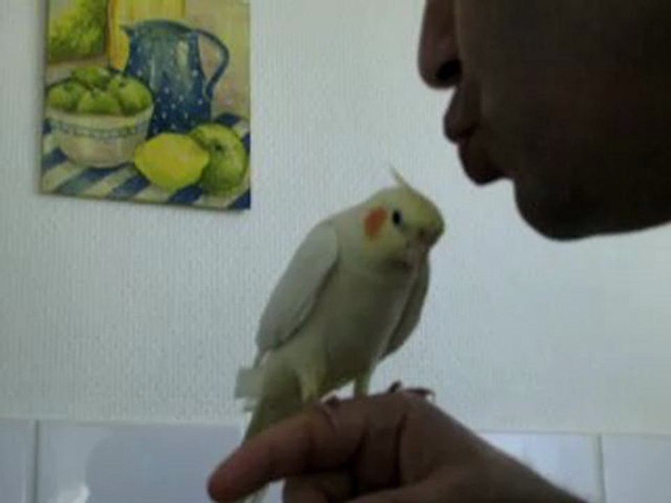 Video FiFi calo