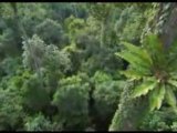 Planète terre-les jungles (1 de 4)