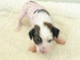 Chien Chinois à Crête