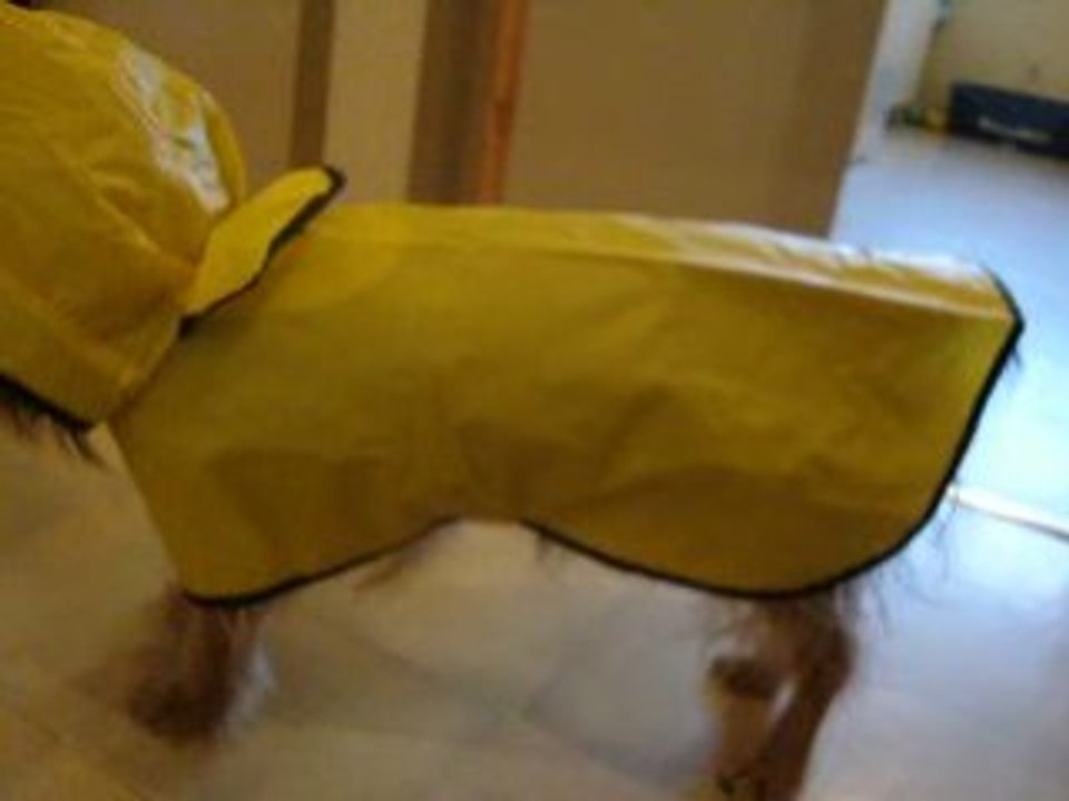 mon chien