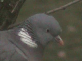LES OISEAUX DE QUPIDON  06   75  0 4     35     36