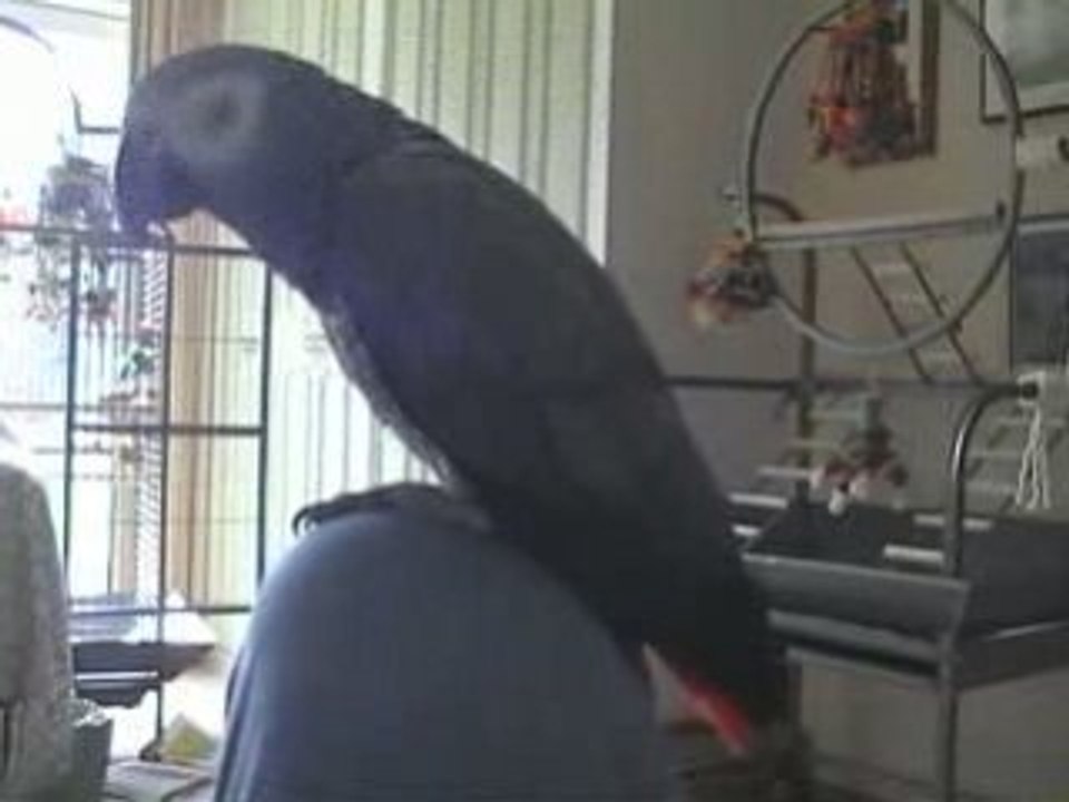 Posée sur mon genou