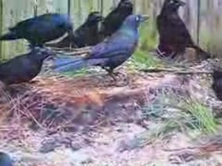 Panasonic LUMIX FZ50