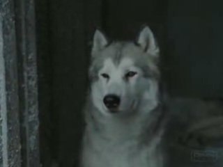 Eight Below (Kutup macerası)