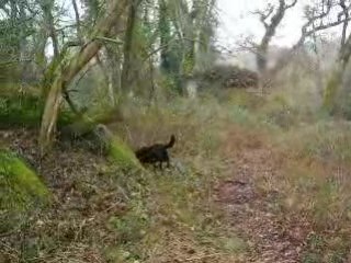 bounty dans le sous bois