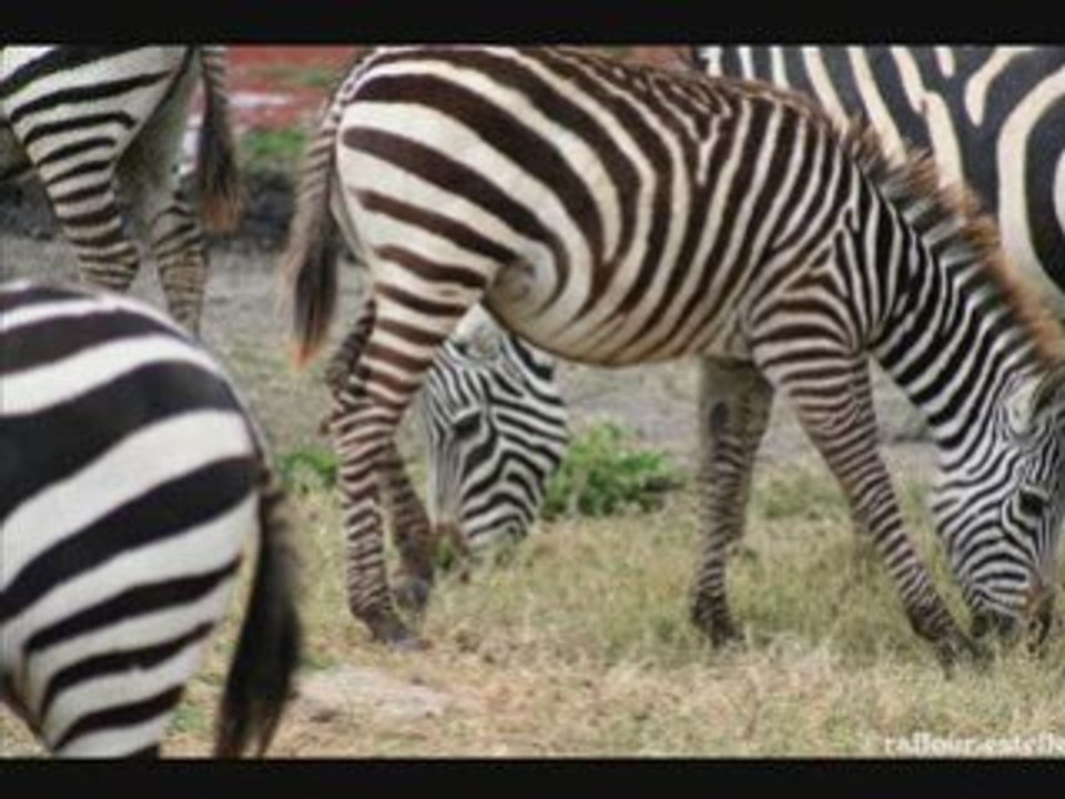 au pied du kilimanjaro