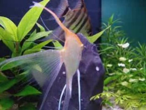 scalaires elevage alevins 1