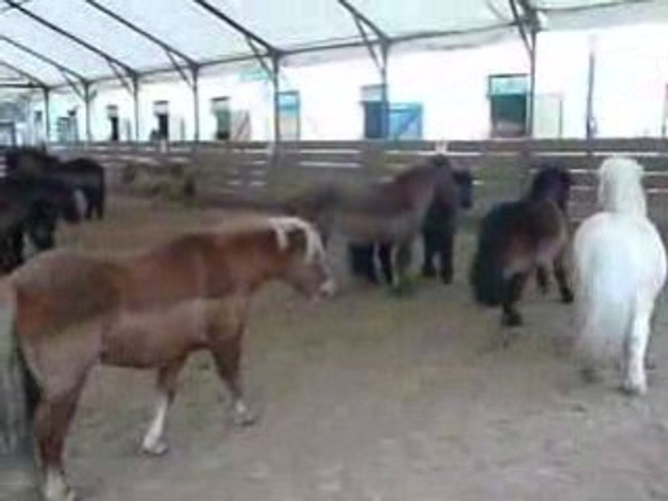 coup de cul au poney club du parc (2)