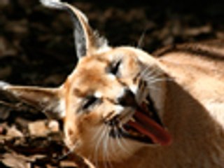 Big Cat Rescue - FEEDING TOUR!