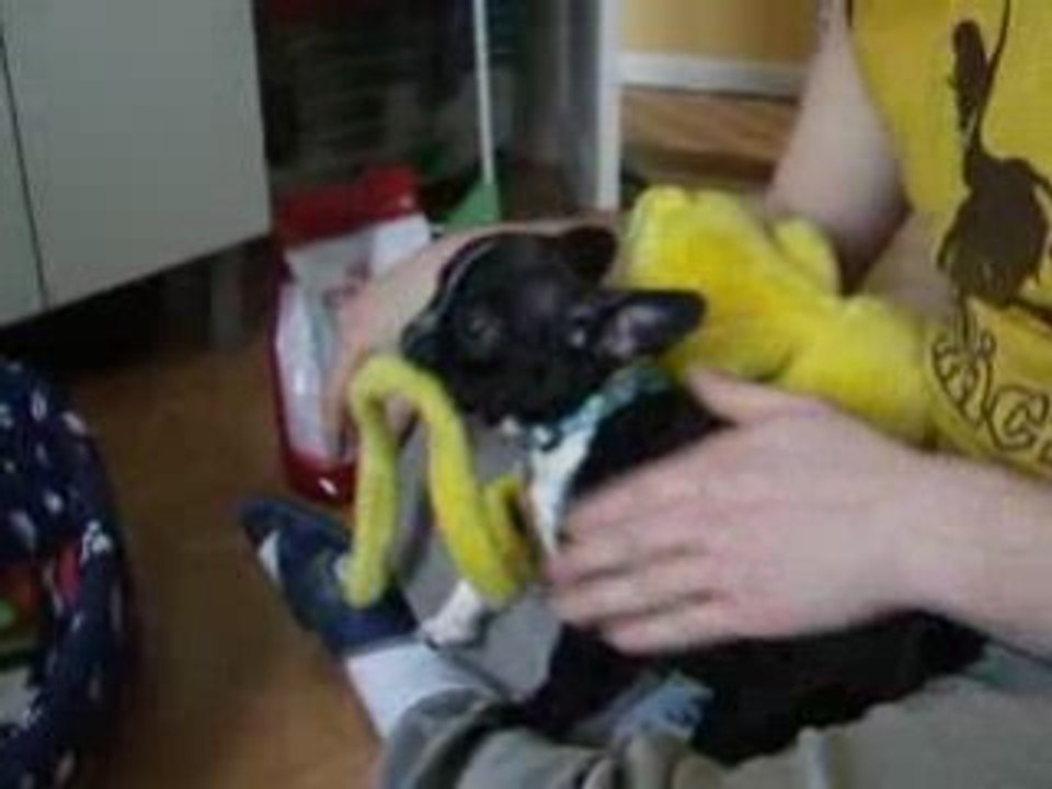 Boog et son nin nin (Bouledogue Francais de 4 mois)