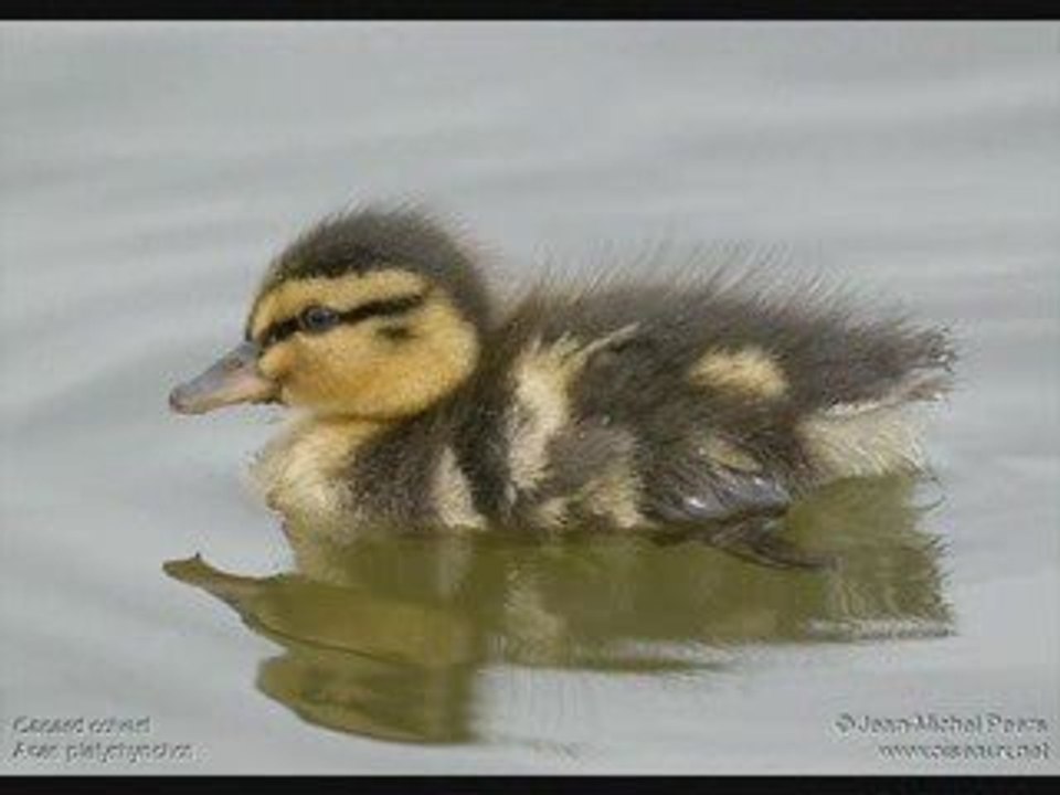 Les canards