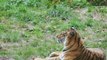 Felins    sauvage   Tigres