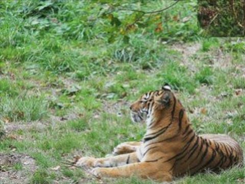 Felins sauvage Tigres