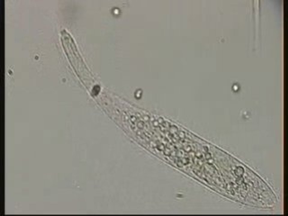 LITONOTUS CYGNUS