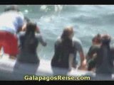 Galapagos Cruises Video Snorkeling