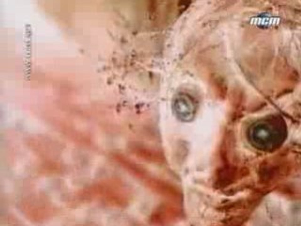 Voivod - Insect