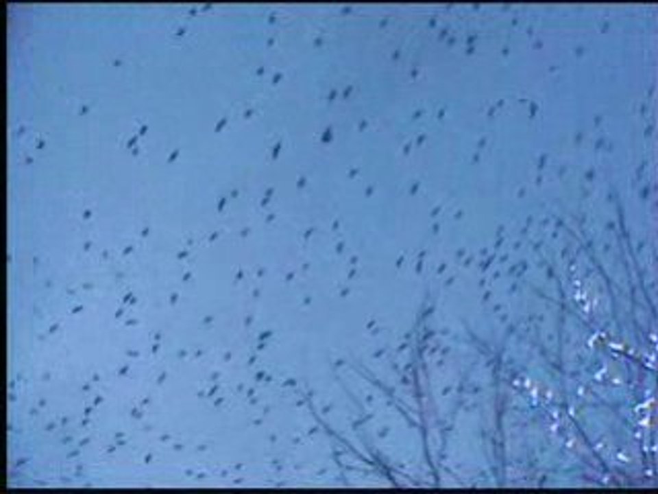 oiseaux
