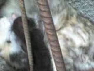 Stella diventata mamma