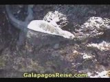 Galapagos Cruises Video Life in the rocks