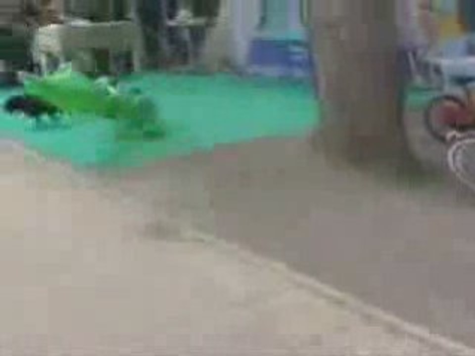 Chien attaqué par un alligator