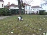 Boog qui cour au parc (bouledogue francais)