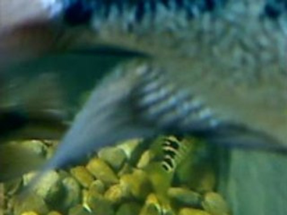 2009-02-21 - Managuense with eggs
