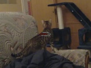 Nos chats Bengals en pleine folie   _ Demone et Diablesse_