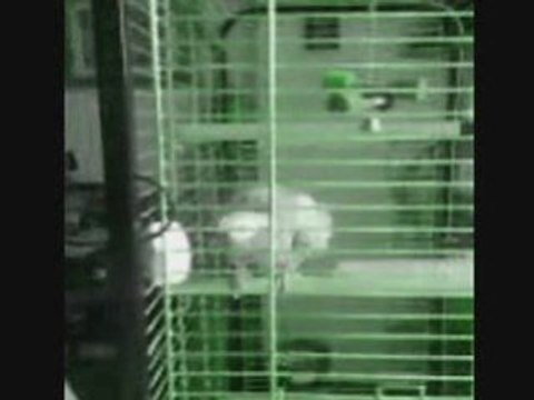 Mon Perroquet qui danse Sur Bob Sinclar