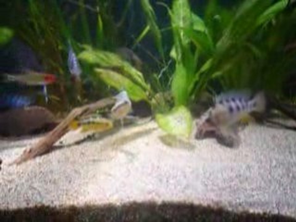 Discus