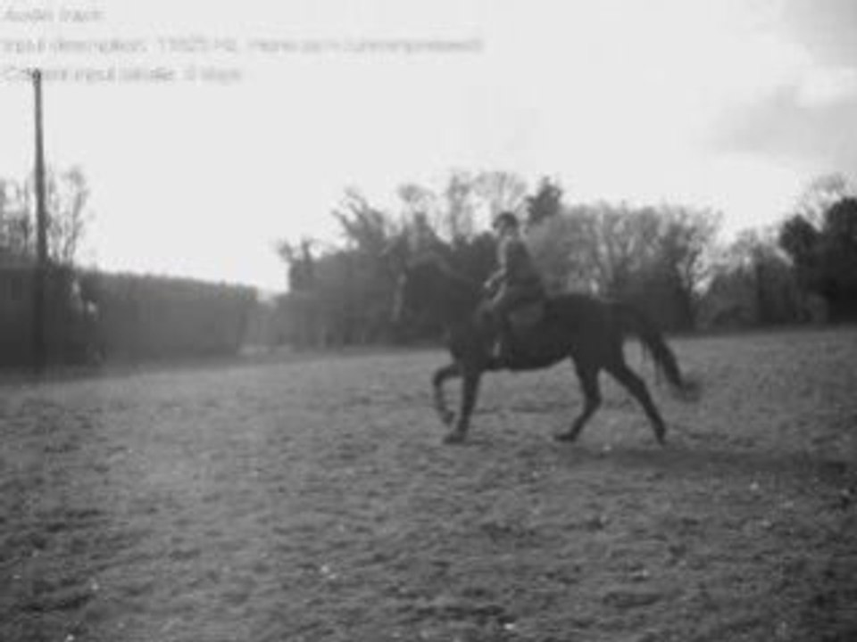 Dressage... Essai de Croise papatte