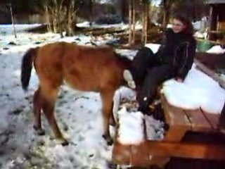 Chevaux du 19.02.09 041