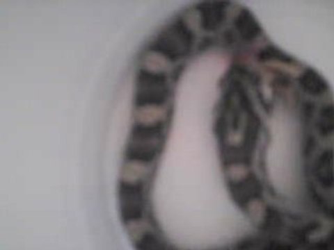 Premiere repas de newton a la maison