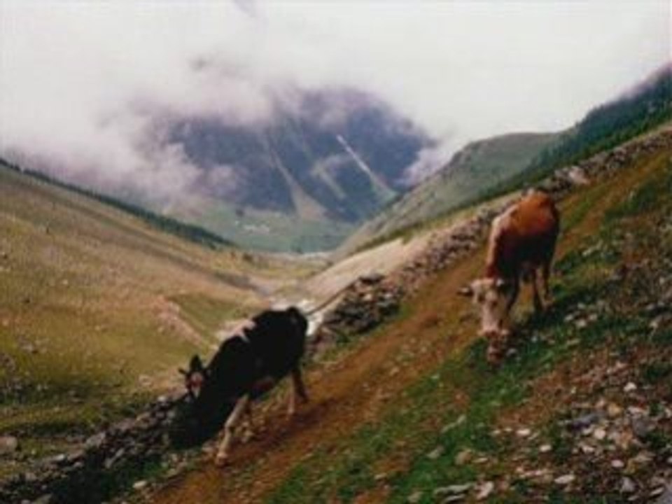 DAĞLAR-ÇAMLIHEMŞİN-RİZE-YAYLALAR-TULUM-kavrun.tr.gg