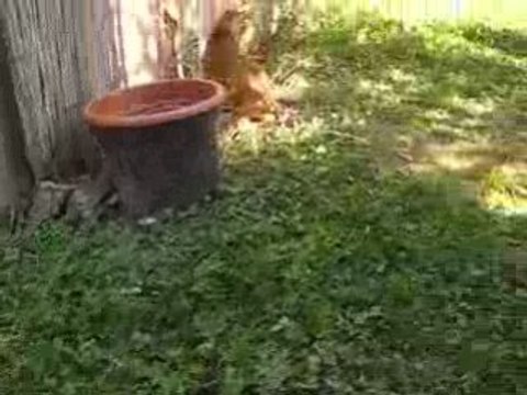 Mes chats : Bengal, Maine coon et Persans