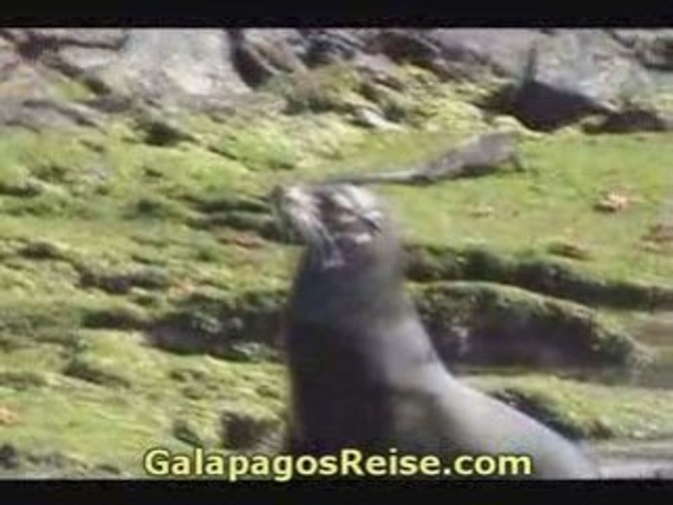 Galapagos video blog 2008 Video 08