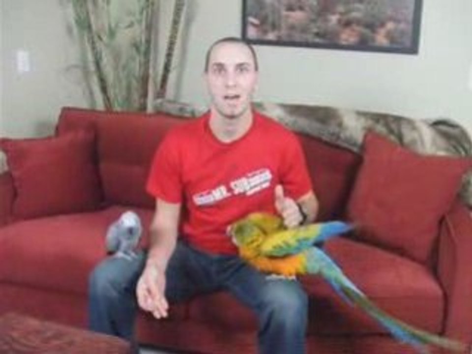 Macaw Training Videos