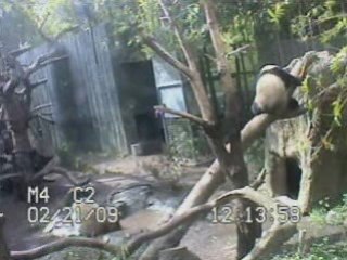 Bai Yun and Zhen Zhen Reunited on 2-21-09