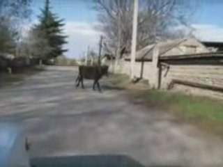 Georgia made by BACHITA