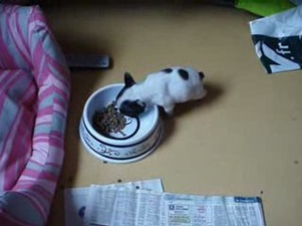 Yuki prend son ptit dej!