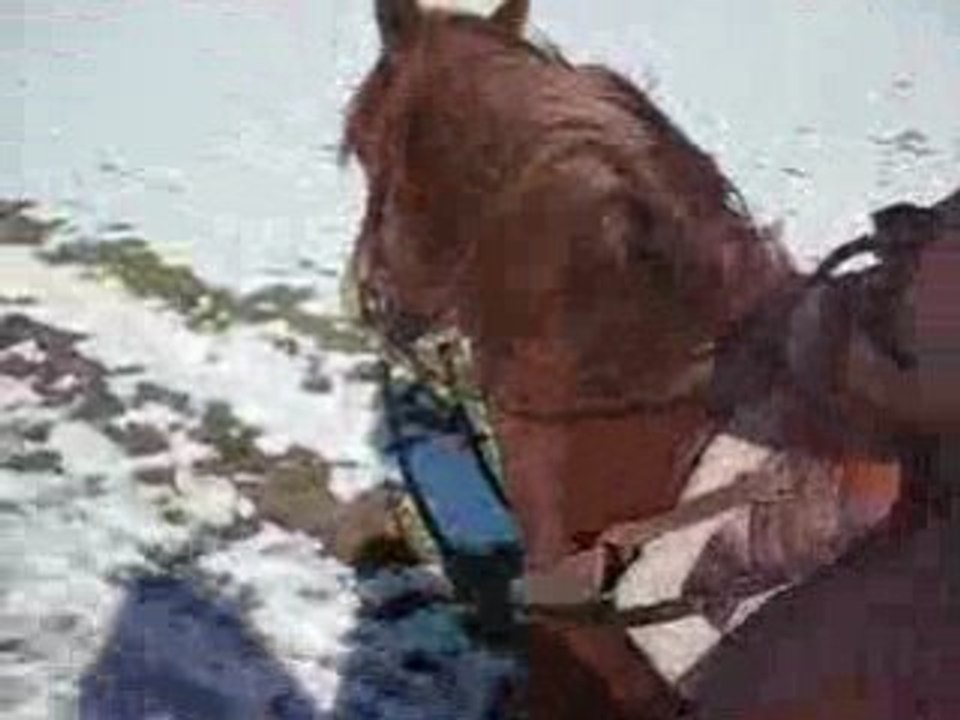 Apache au trot