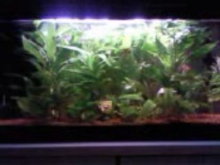 Mon aquarium