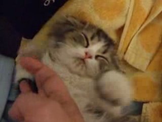 まったく無抵抗のネコ