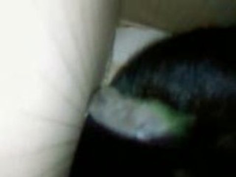 cohabitation chat souris possible