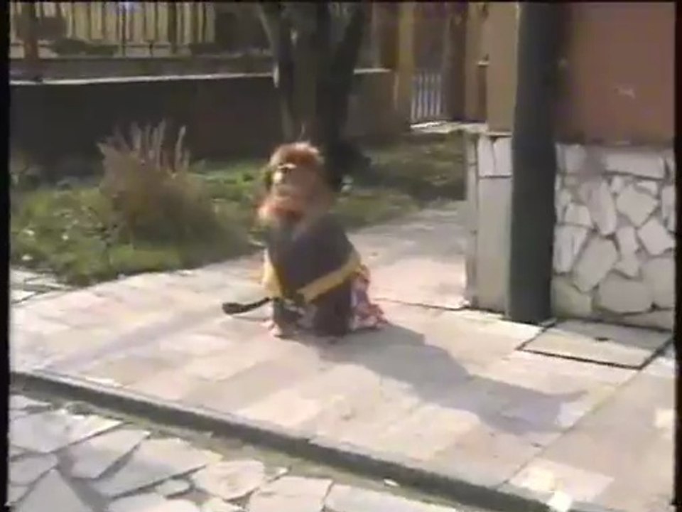 Il can-topo