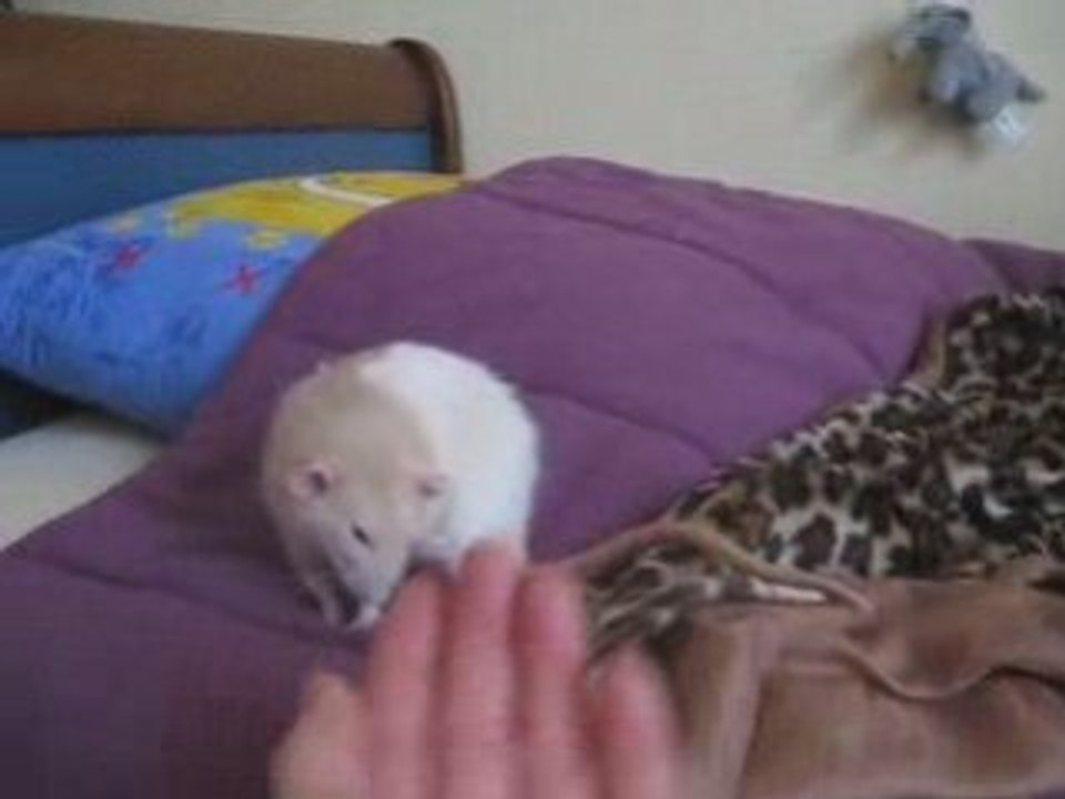 Ramses II et Képhren