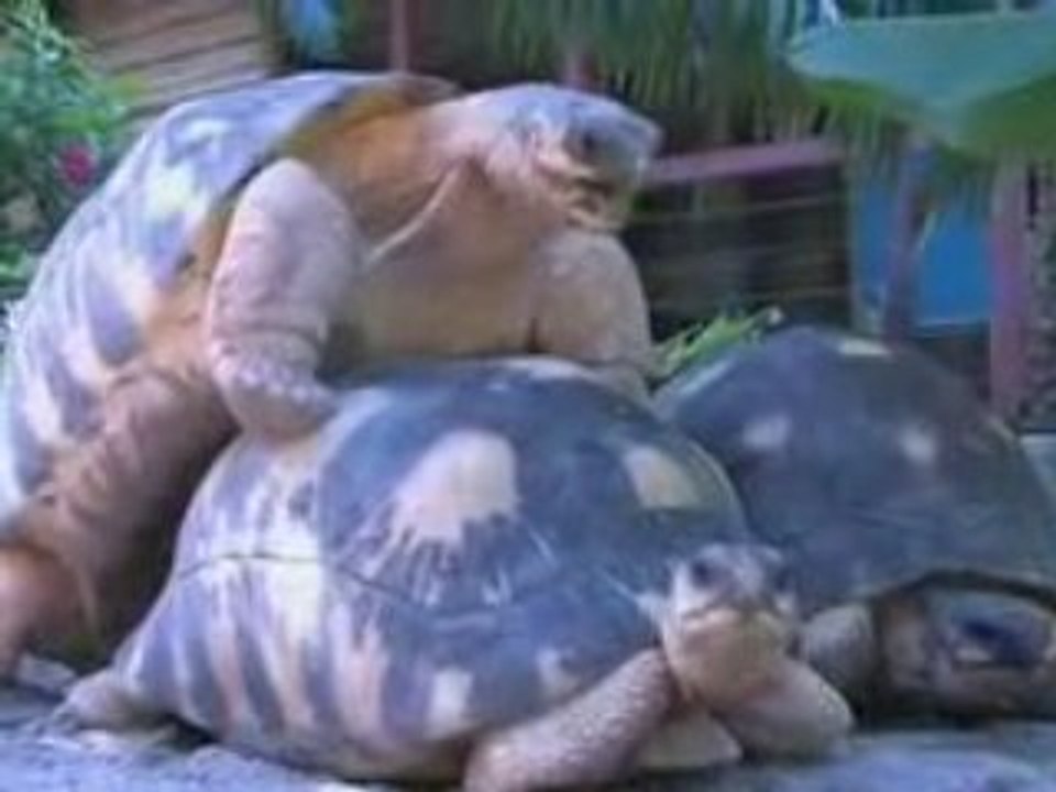 Tortues la vie