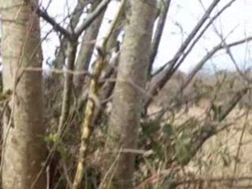 chevreuils vallée du costour